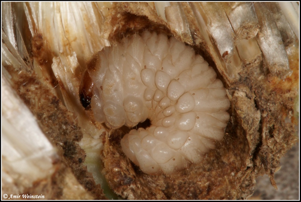 Larinus larvae d''Israele